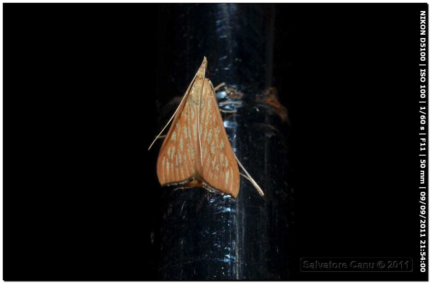 Crambidae, Antigastra catalaunalis